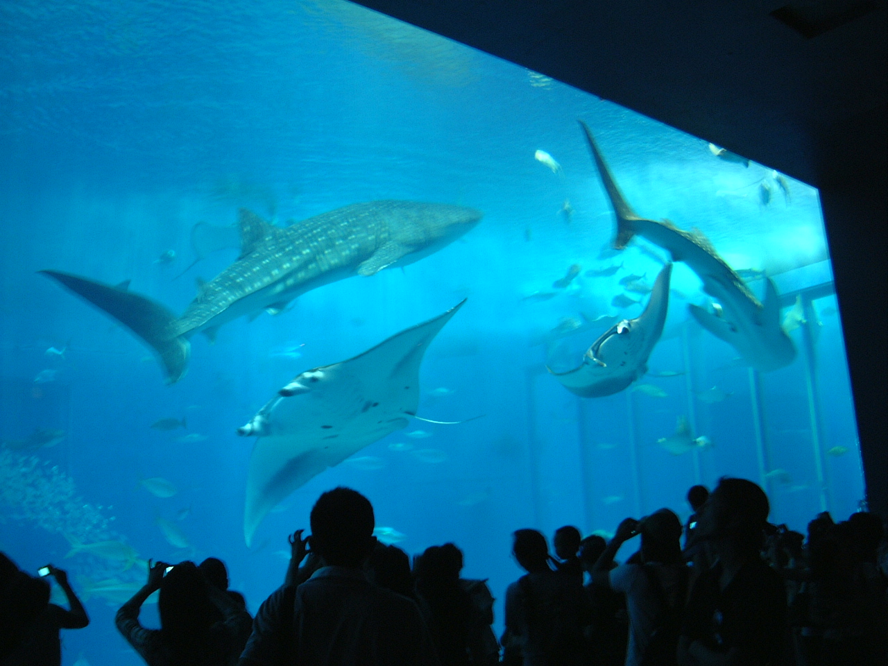 美ら海水族館